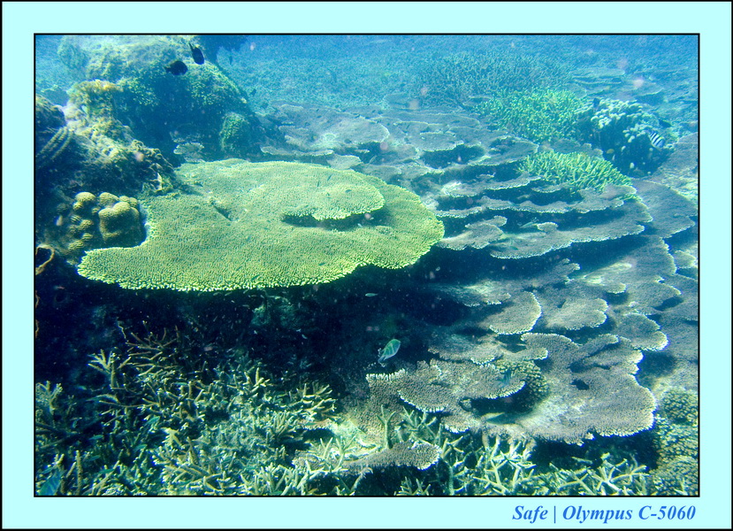 2008 - 07 - Redang - 027